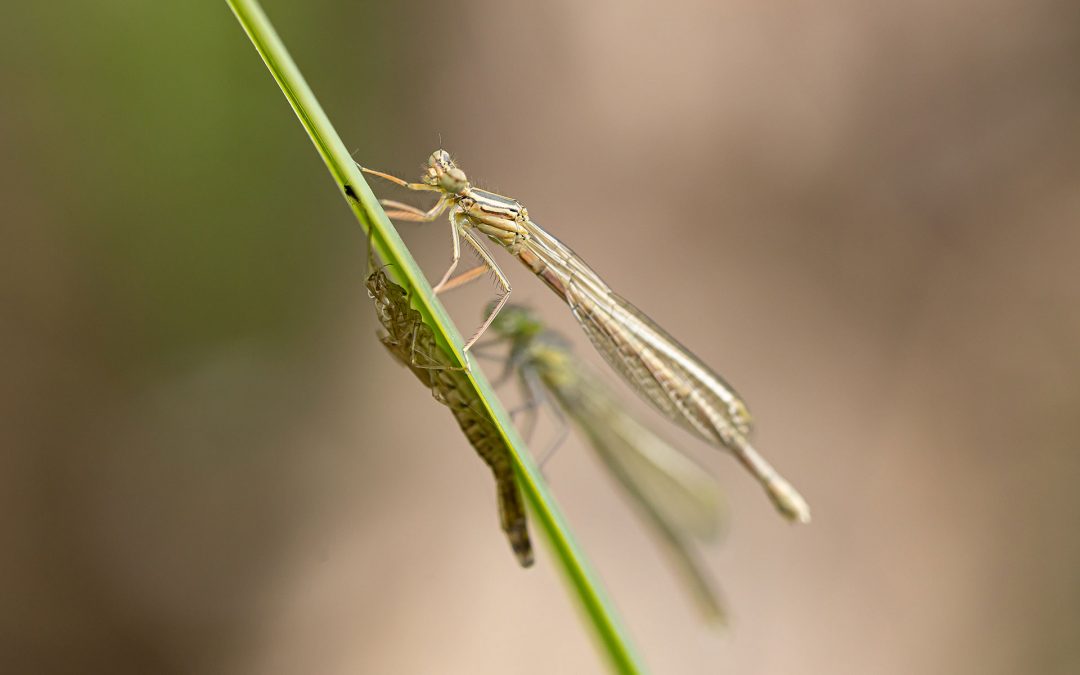 Libellenschlupf