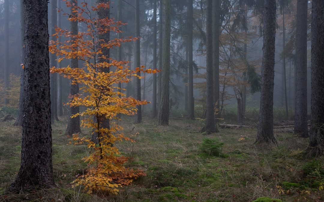 Nationalpark Kellerwald